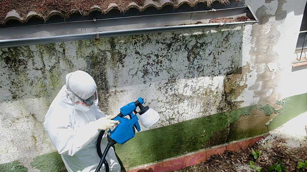 Top rated local Mold Testing specialists in Bellefonte, PA